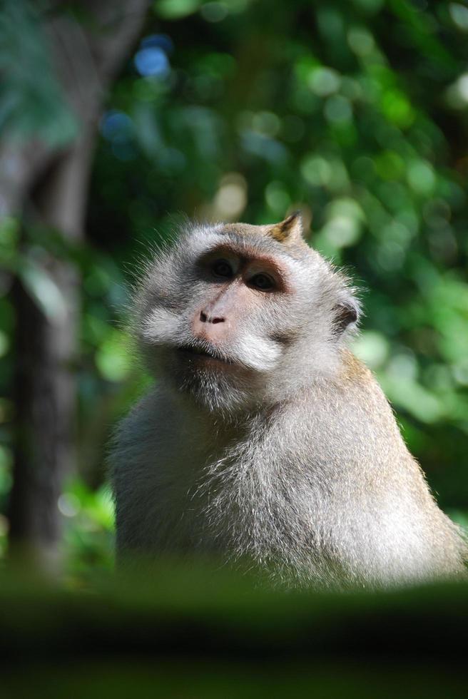 floresta de macacos ubud em bali foto