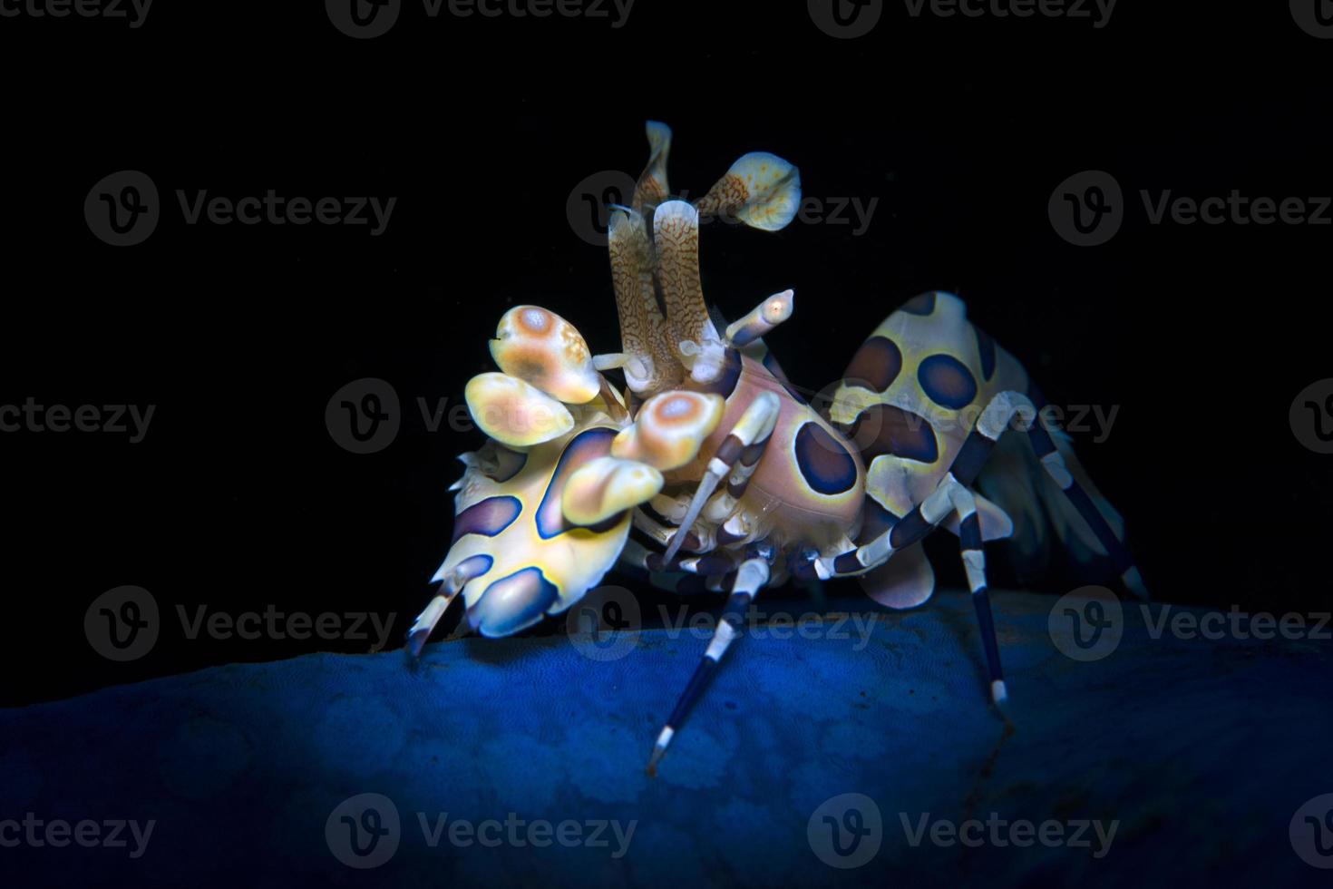 camarão arlequim em uma estrela do mar. foto