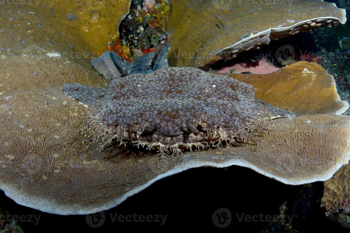 um tubarão-tapete repousa sobre um coral duro. foto