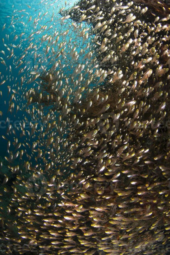 cardume de pequenos peixes ao lado de recifes de coral. foto