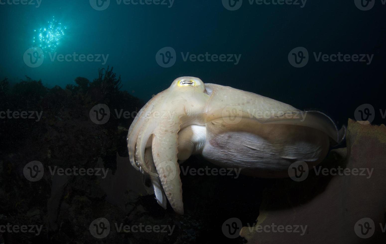 chocos broadclub. mundo subaquático de komodo. foto