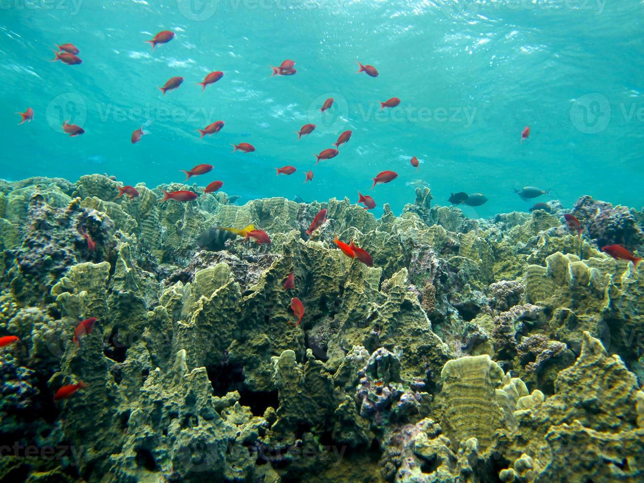 incrível mundo subaquático do mar vermelho foto