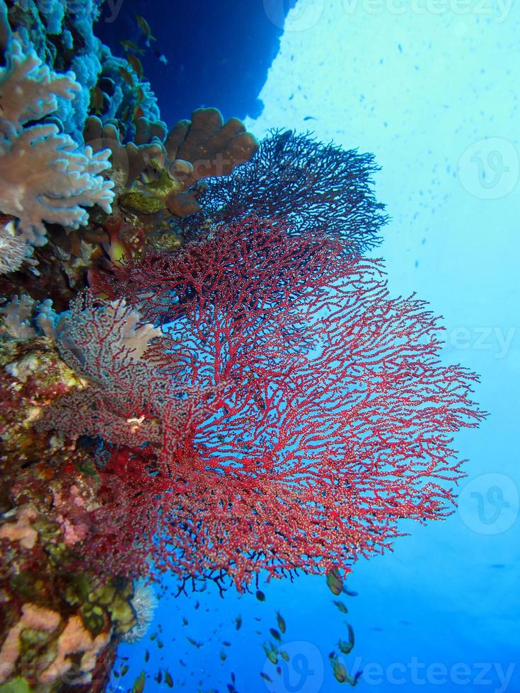 incrível mundo subaquático do mar vermelho foto