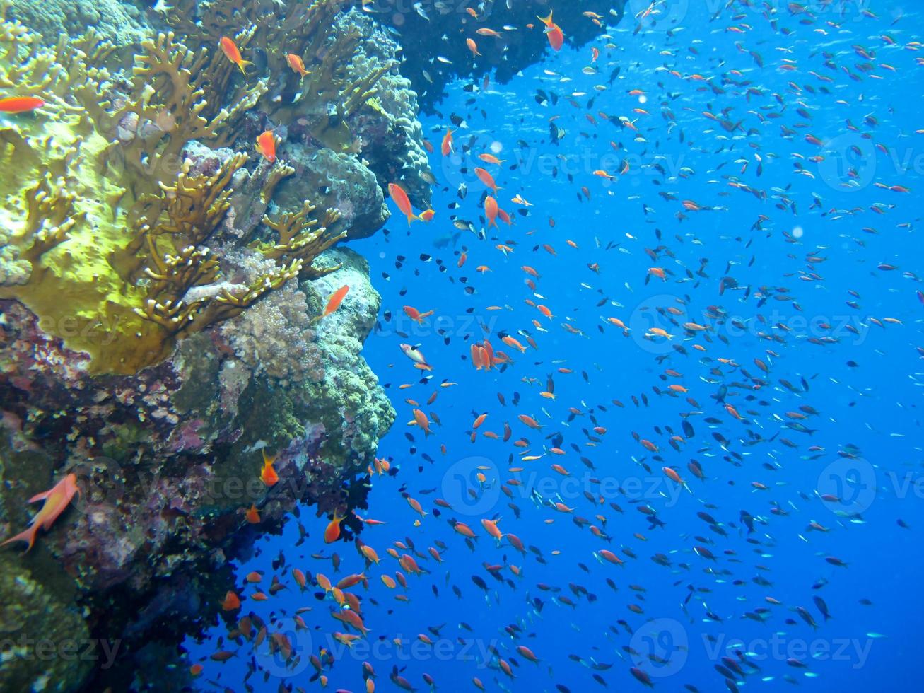 incrível mundo subaquático do mar vermelho foto