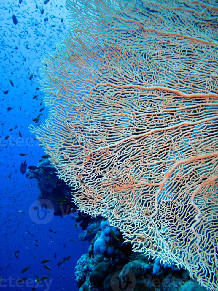 incrível mundo subaquático do mar vermelho foto