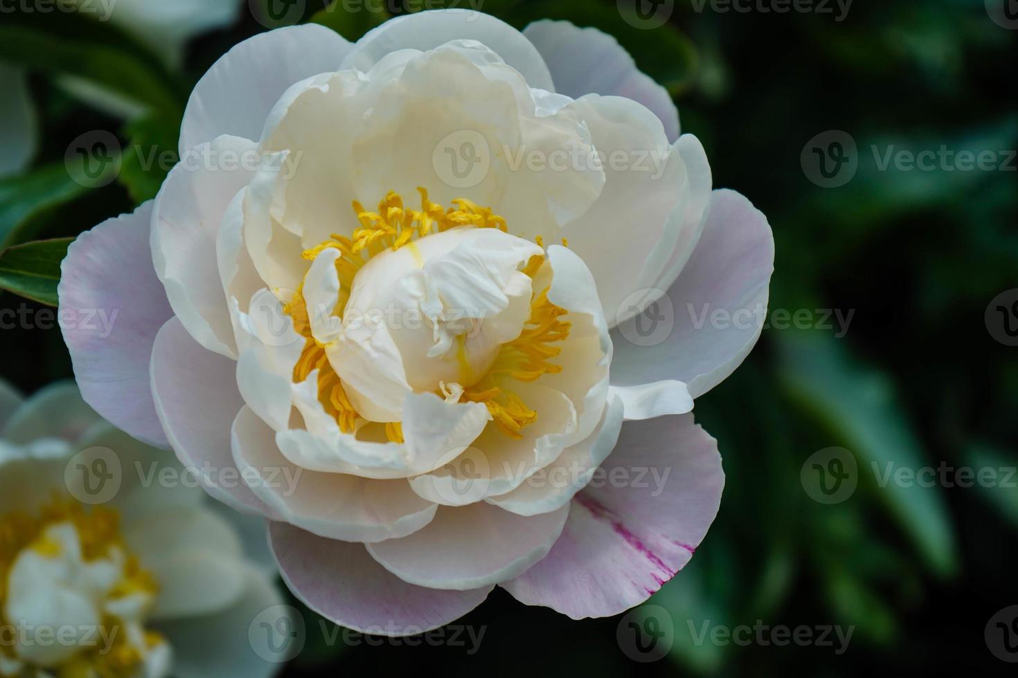 o leite branco pentecostal rosa paeonia lactiflora foto