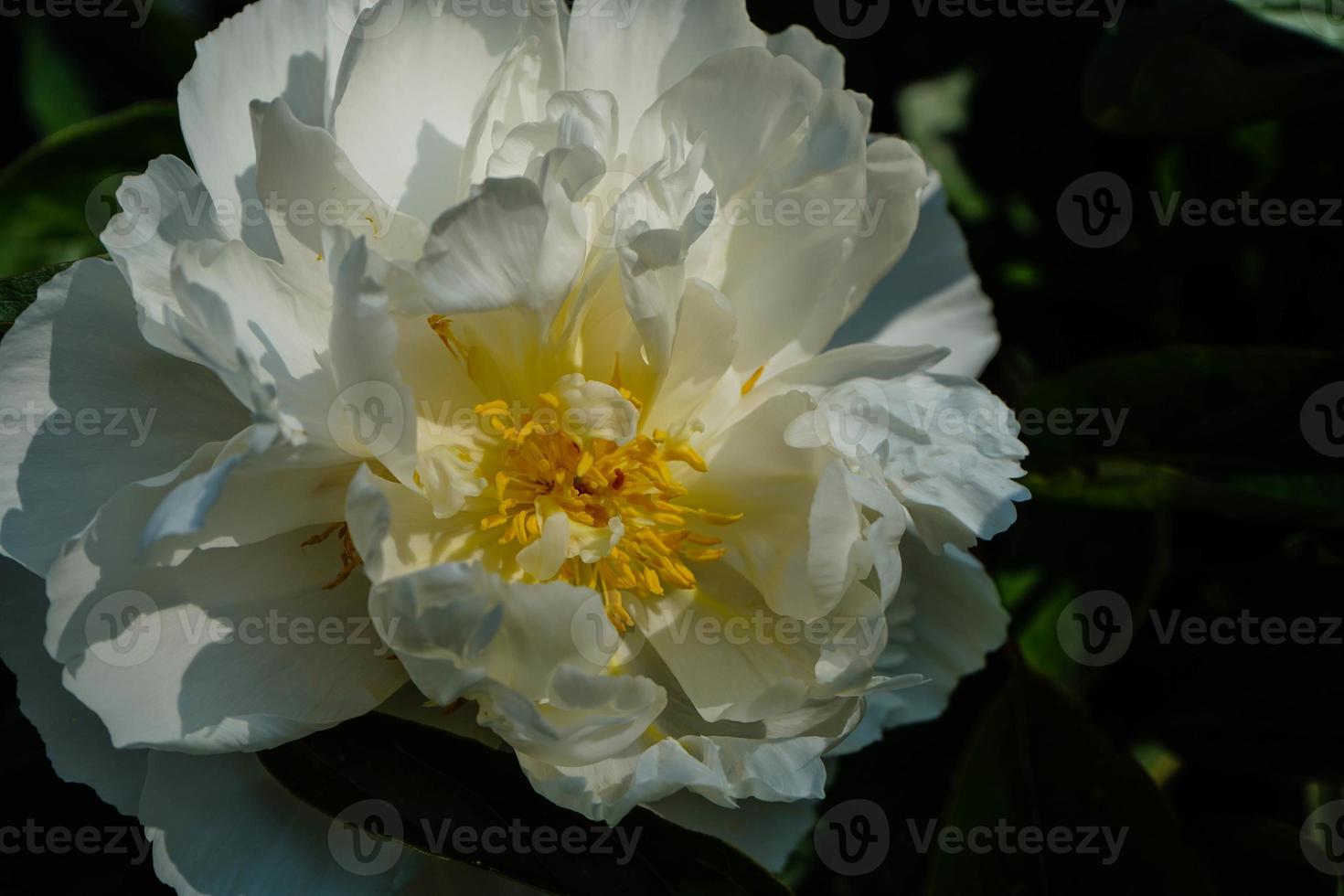 o leite branco pentecostal rosa paeonia lactiflora foto