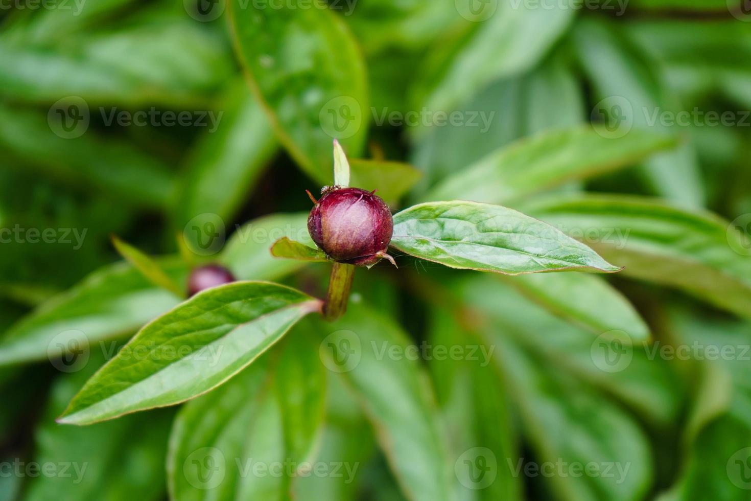 o leite branco pentecostal rosa paeonia lactiflora foto