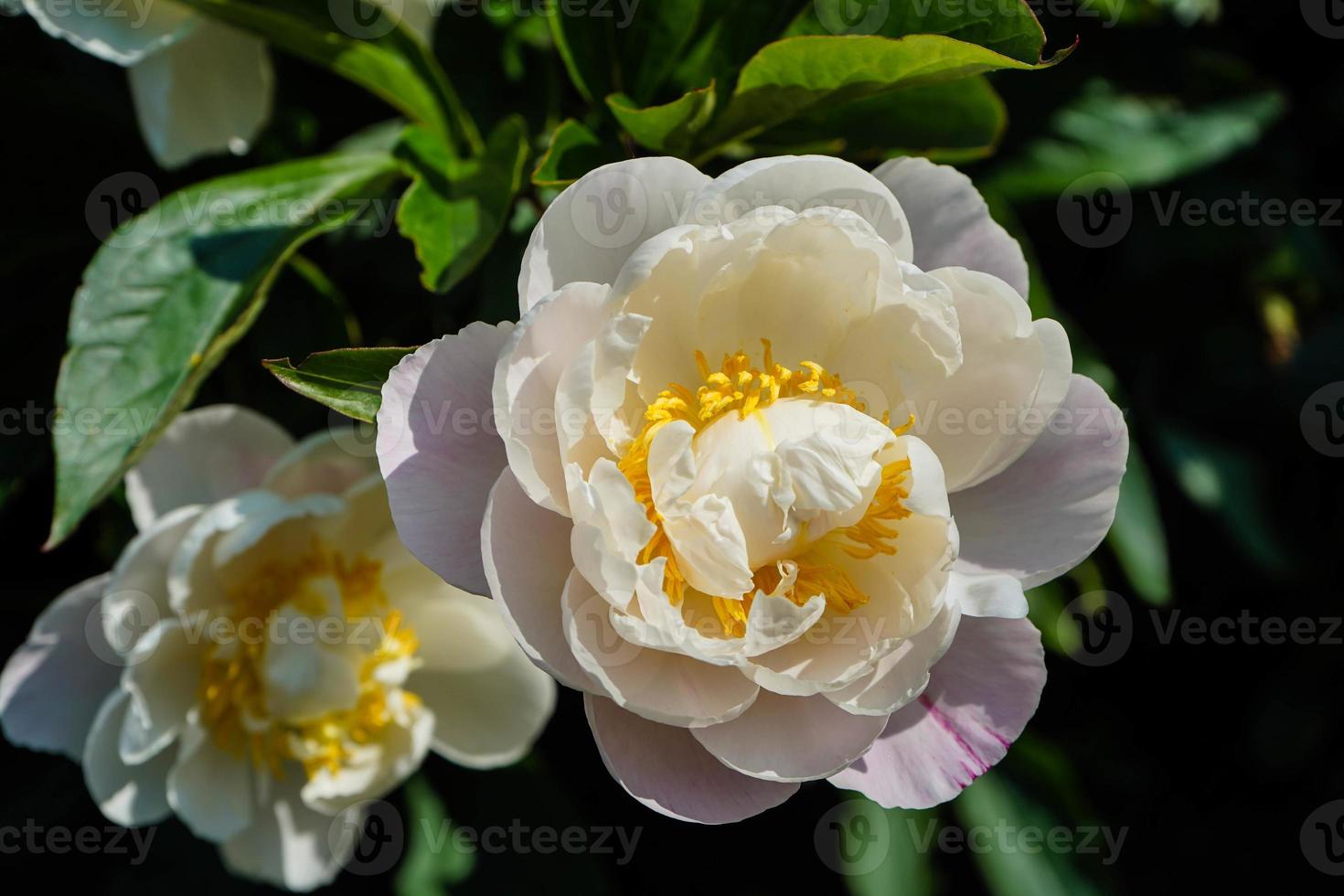 o leite branco pentecostal rosa paeonia lactiflora foto