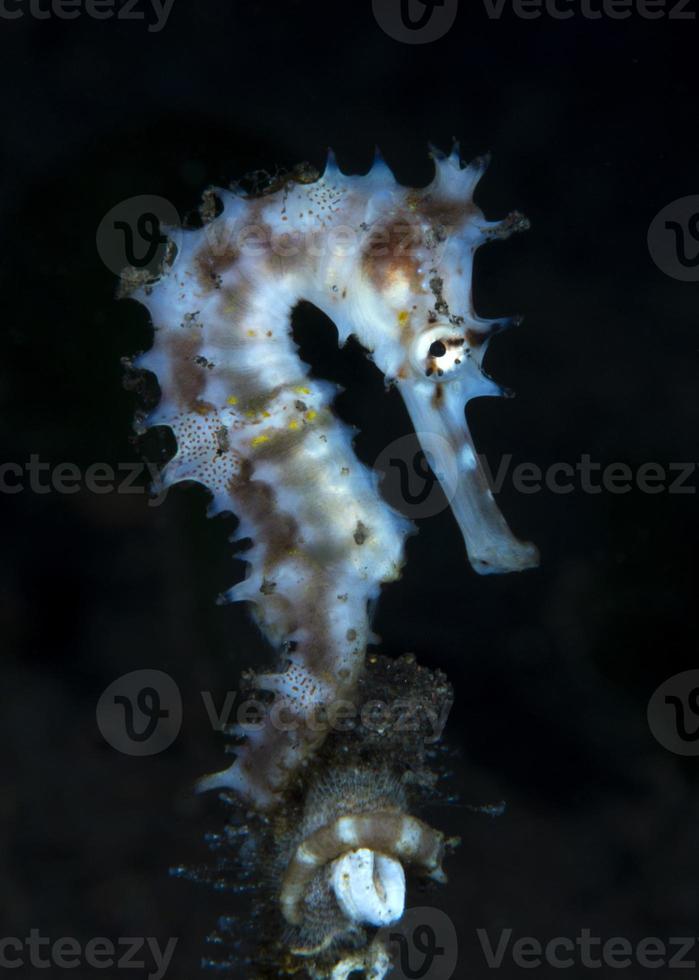 cavalo-marinho espinhoso. vida macro subaquática. foto
