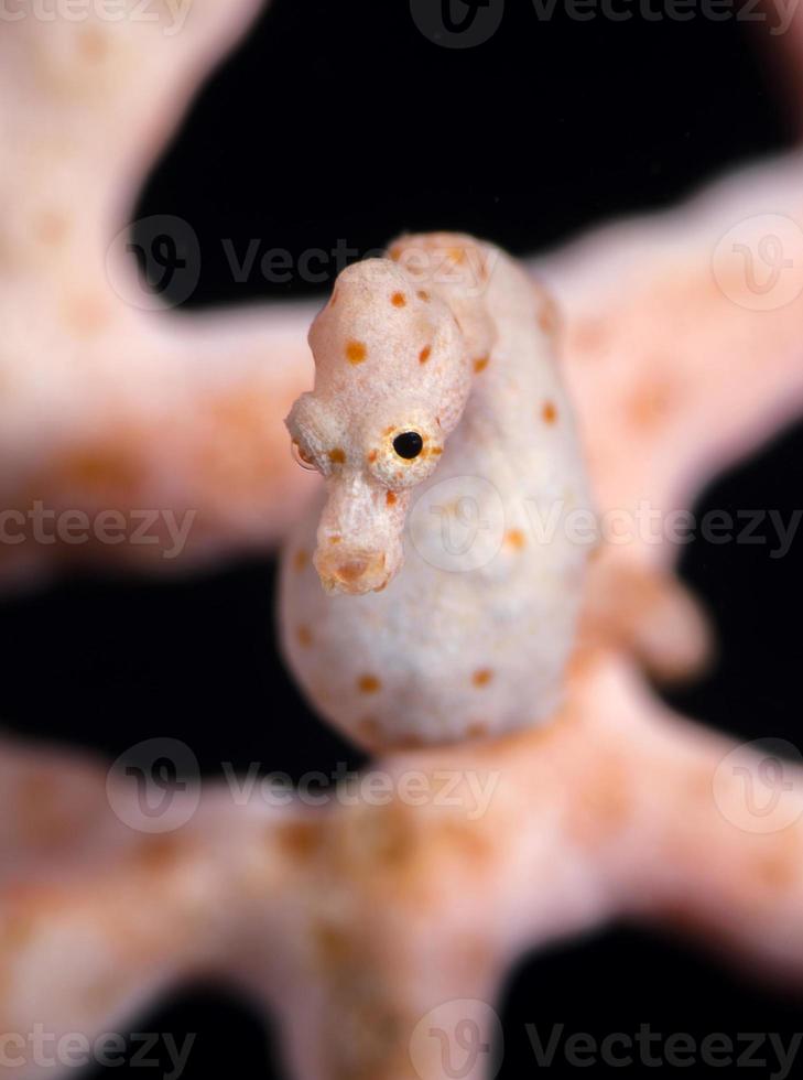 macro subaquática de cavalo-marinho pigmeu denise foto