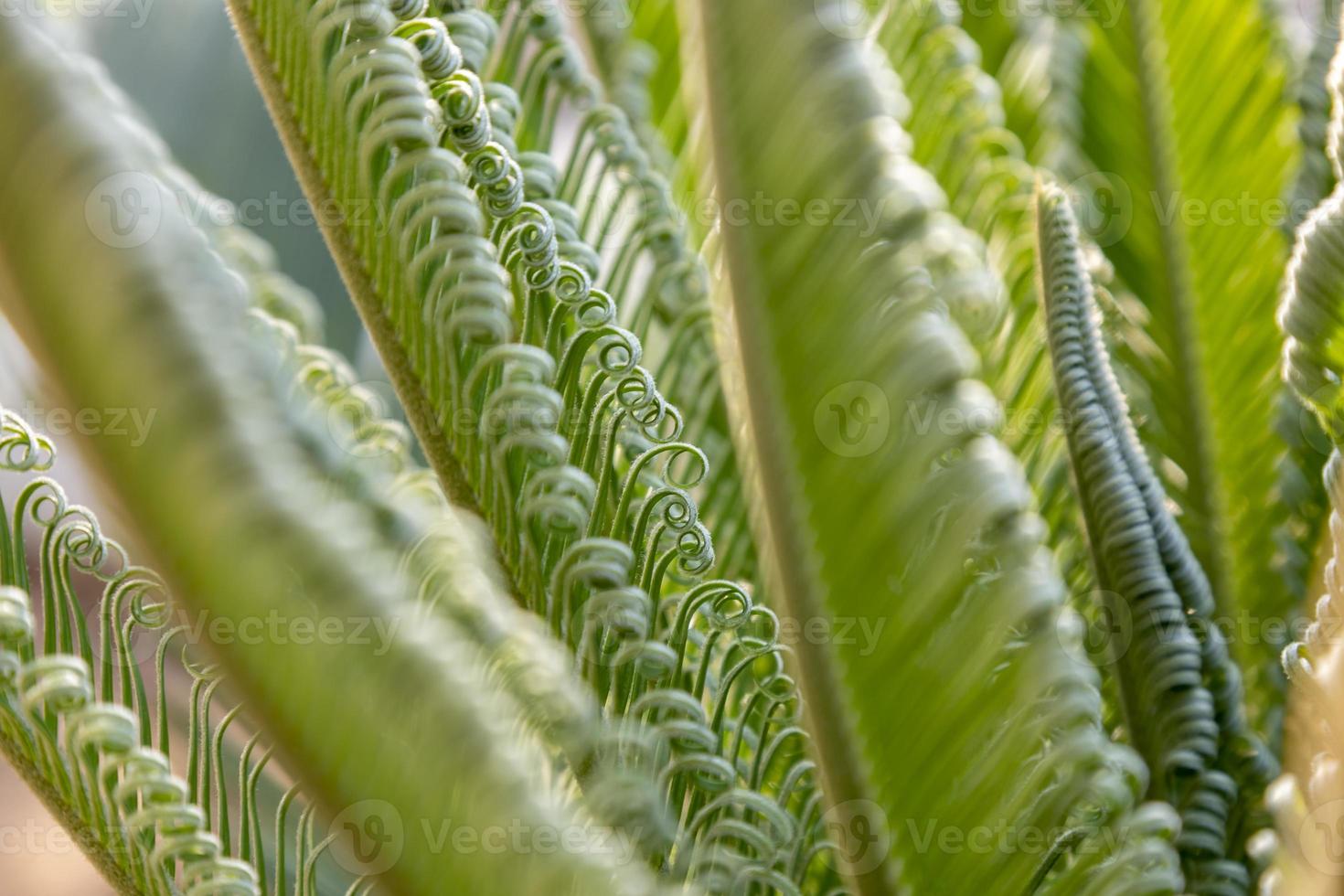 close-up de folhas de palmeira de uma pequena palmeira, plantas para decoração foto