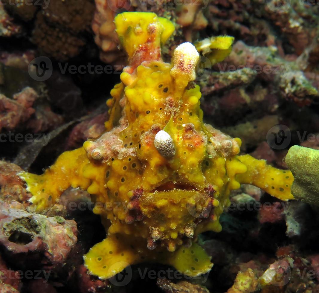 frogfish verrugoso está caçando nos corais. foto