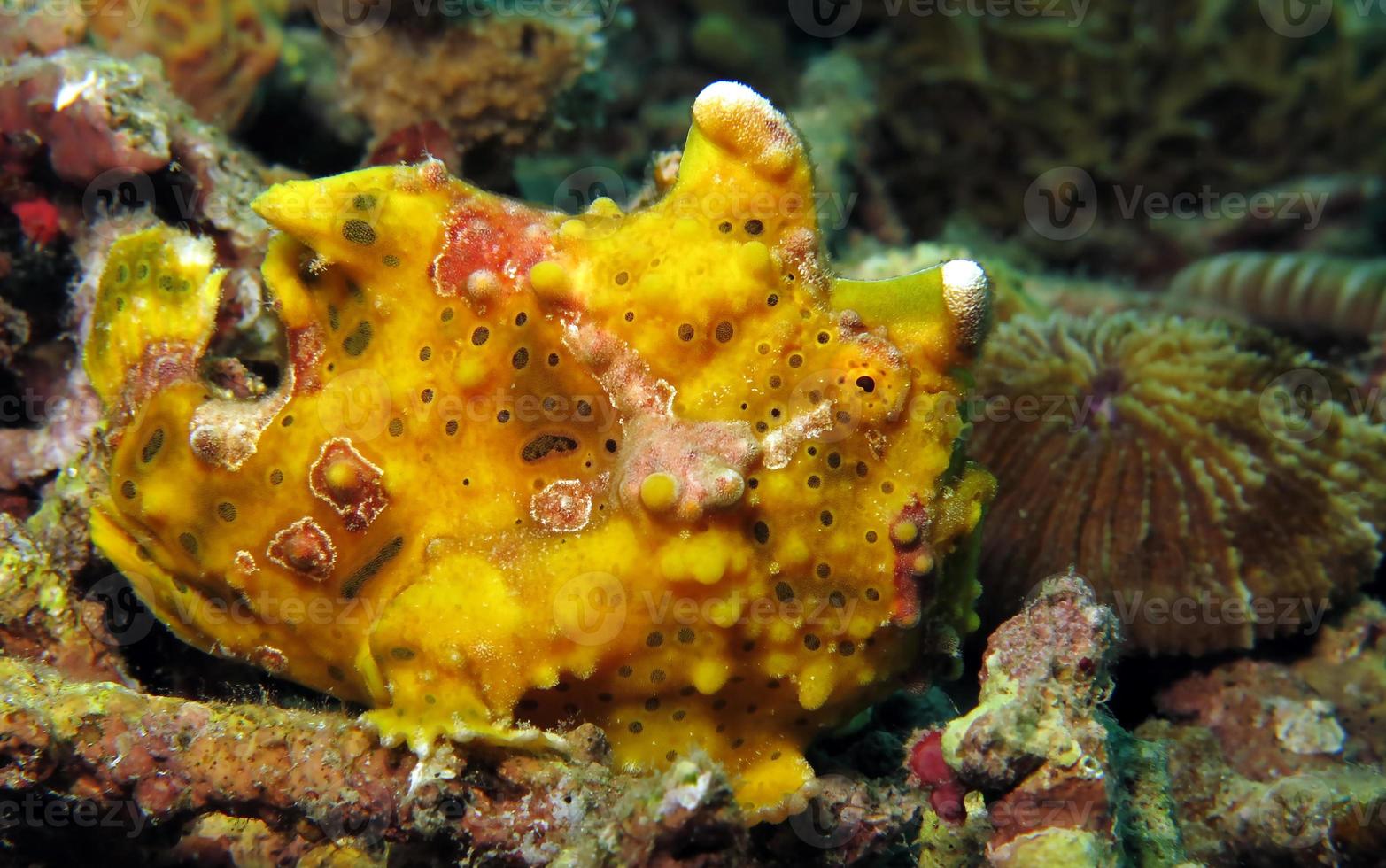 frogfish verrugoso está caçando nos corais. foto