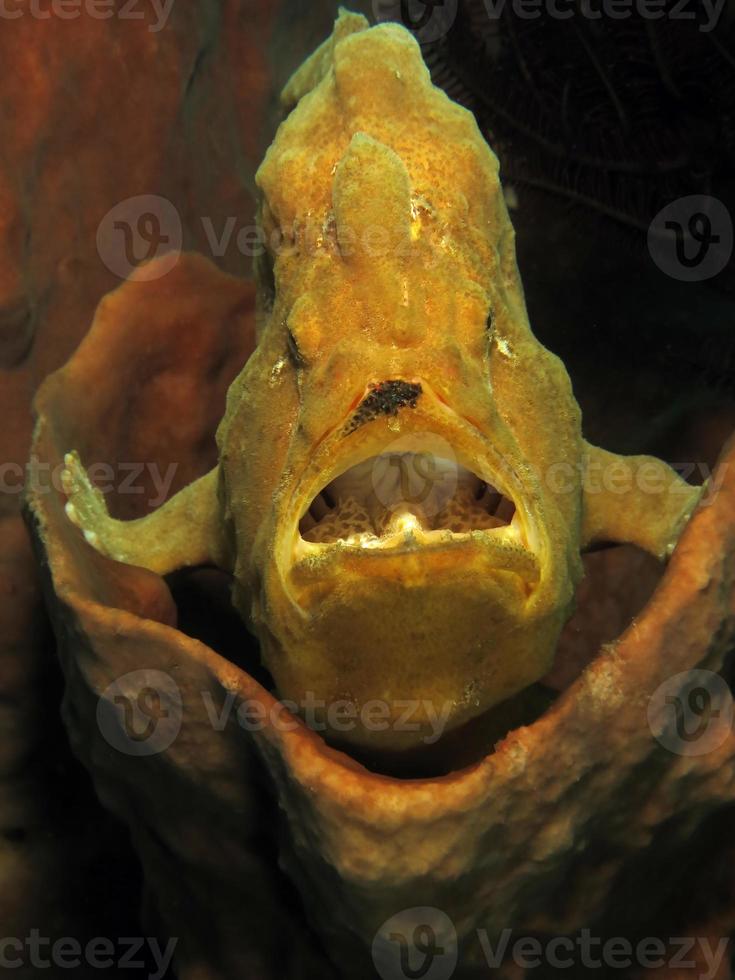 o peixe-rã gigante está escondido em esponjas. foto
