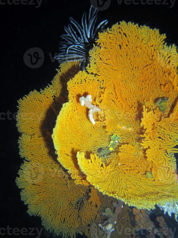 corais duros do estreito de lembeh. foto