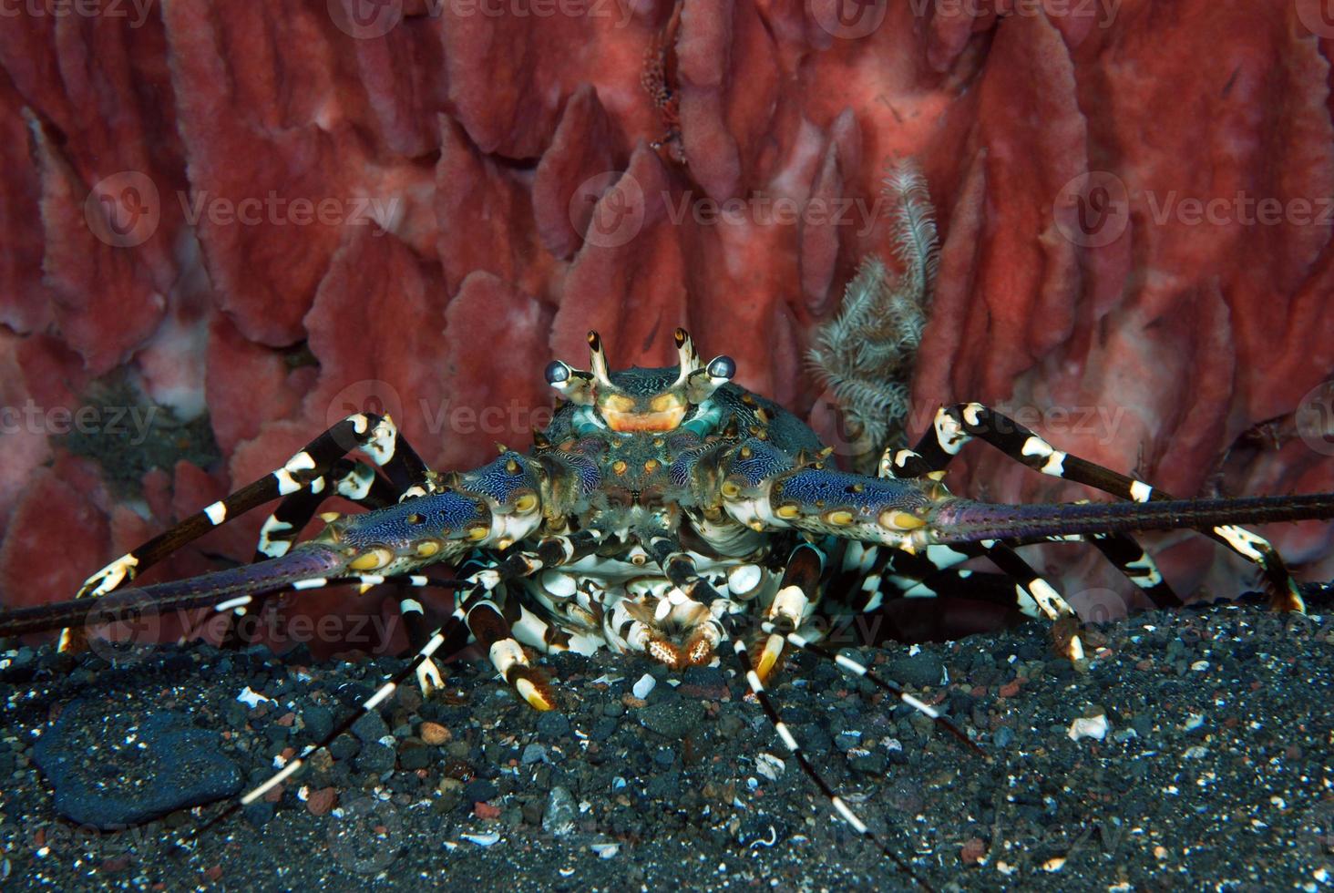 lagosta espinhosa ornamentada vivendo sob uma esponja. foto