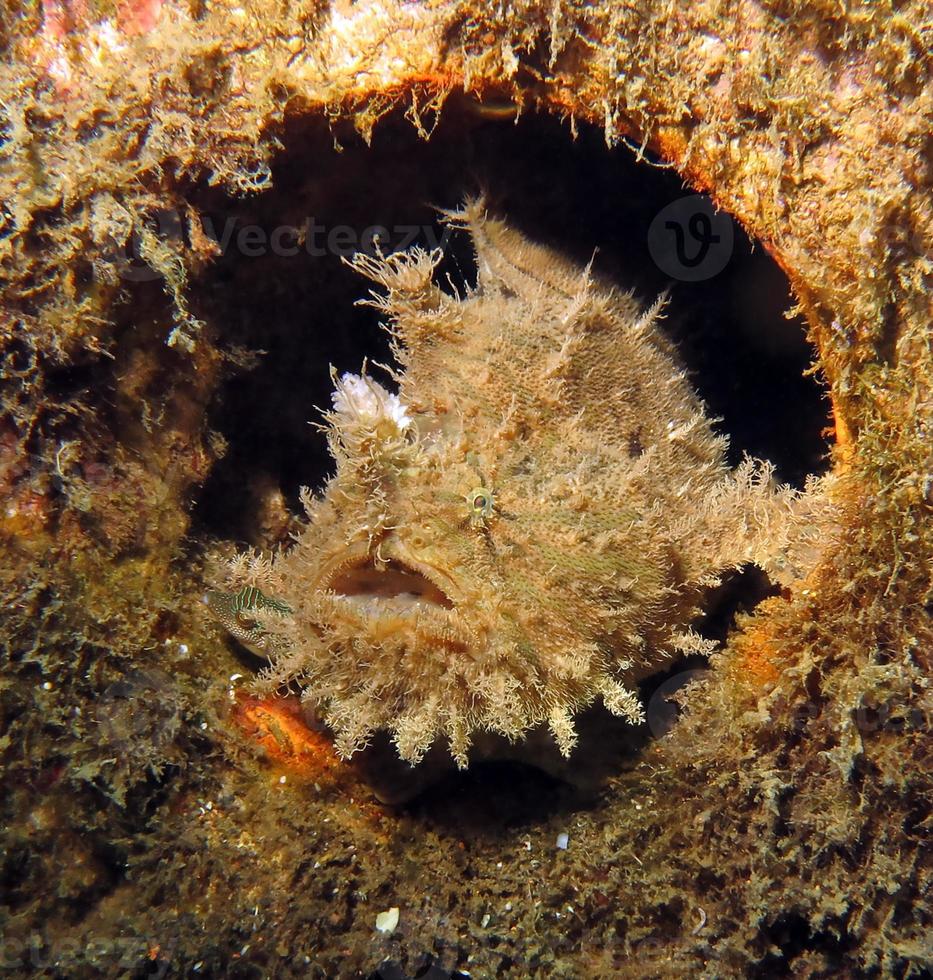 frogfish hispid ou peludo escondido no lixo. foto