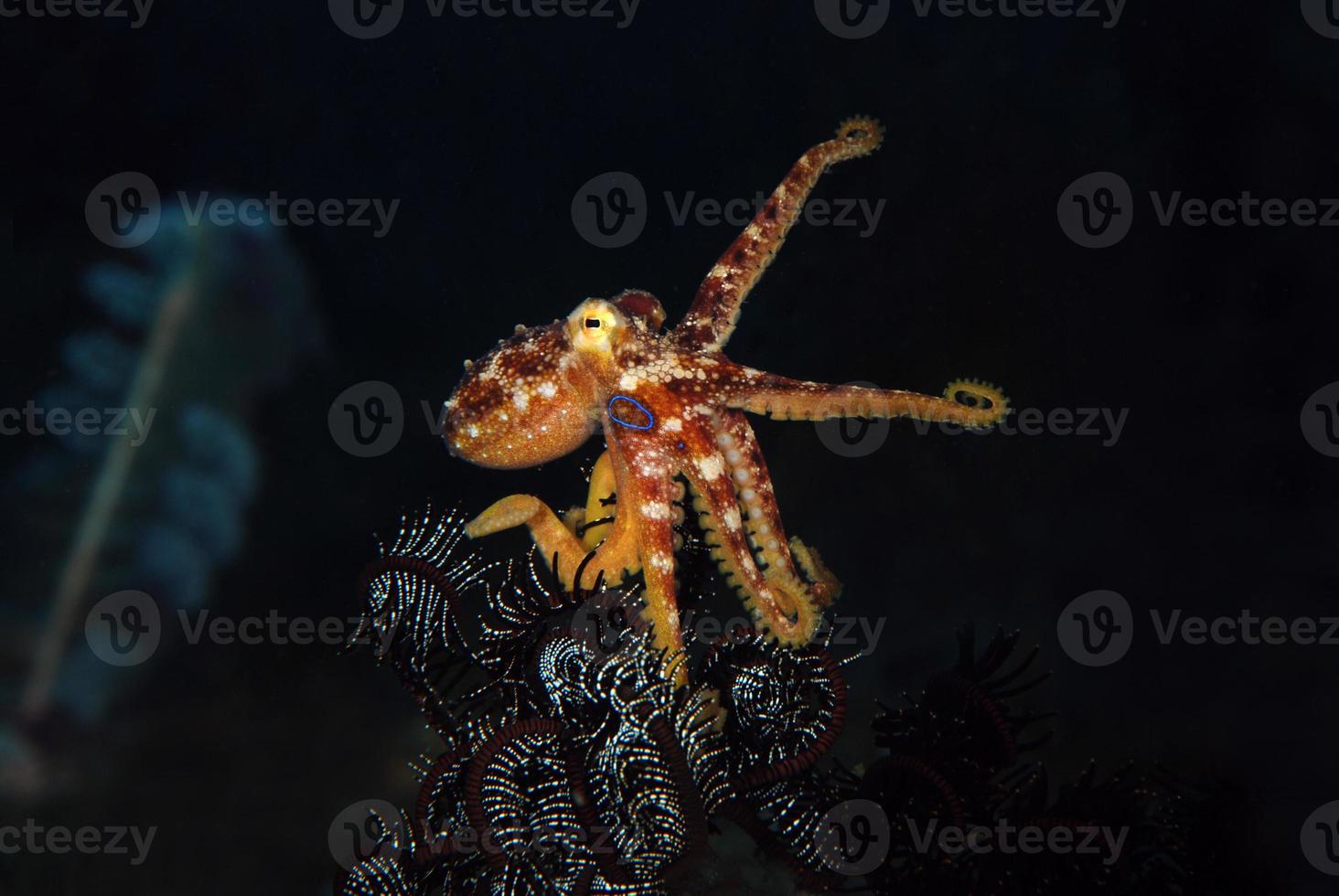 um raro polvo mototi no mar bali. foto