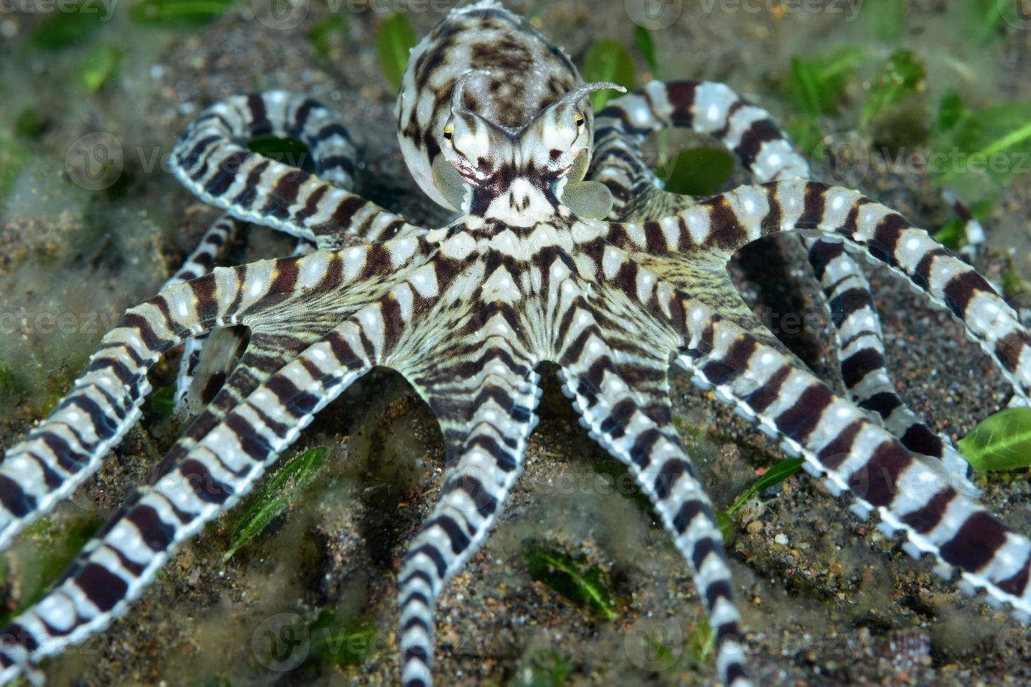 um polvo mímico raro no mar bali. foto