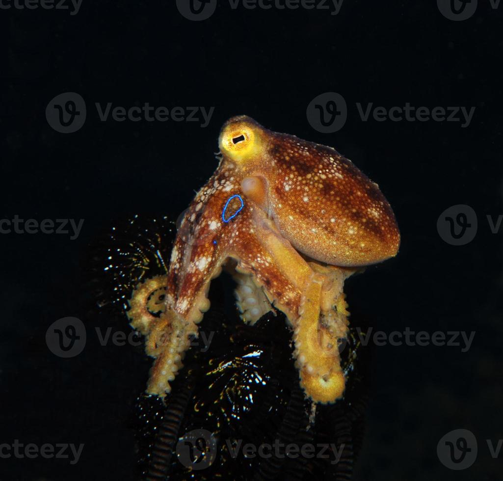 um raro polvo mototi no mar bali. foto