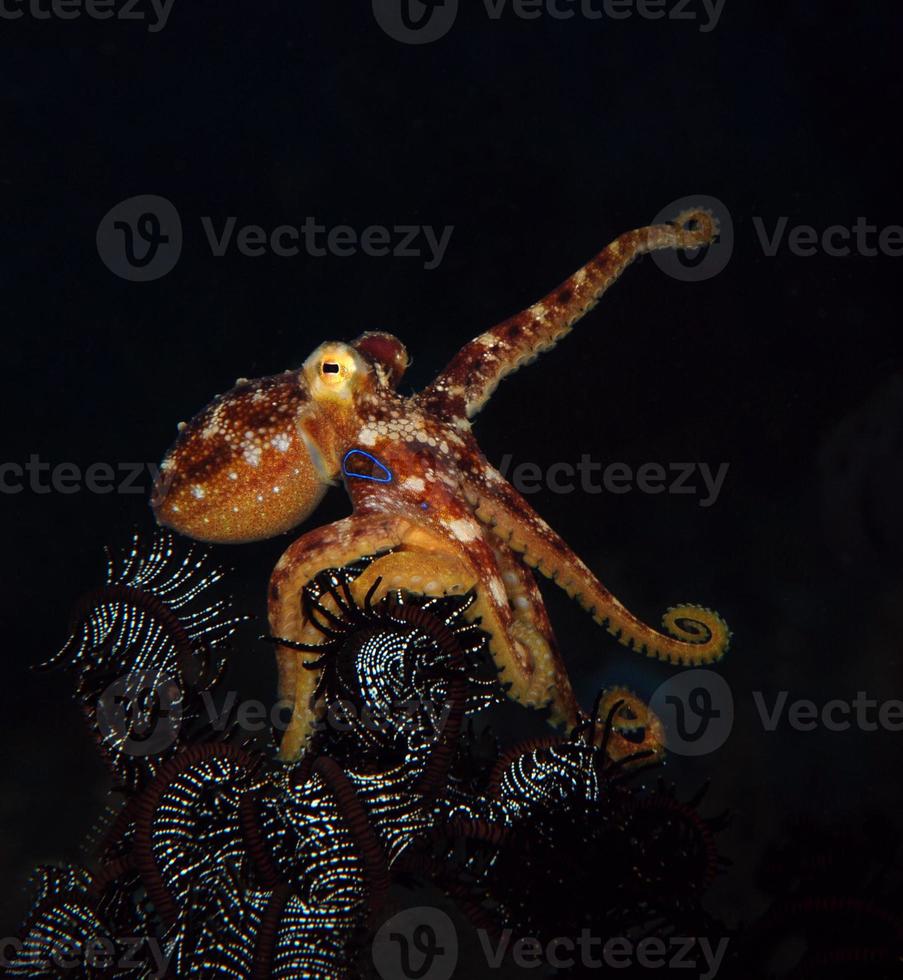 um raro polvo mototi no mar bali. foto