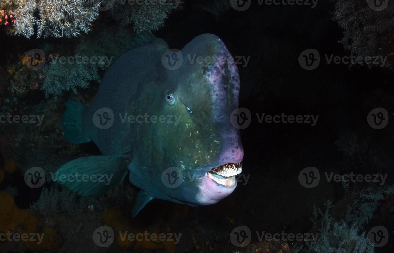 peixe-papagaio gigante escondido dentro do naufrágio da liberdade. foto