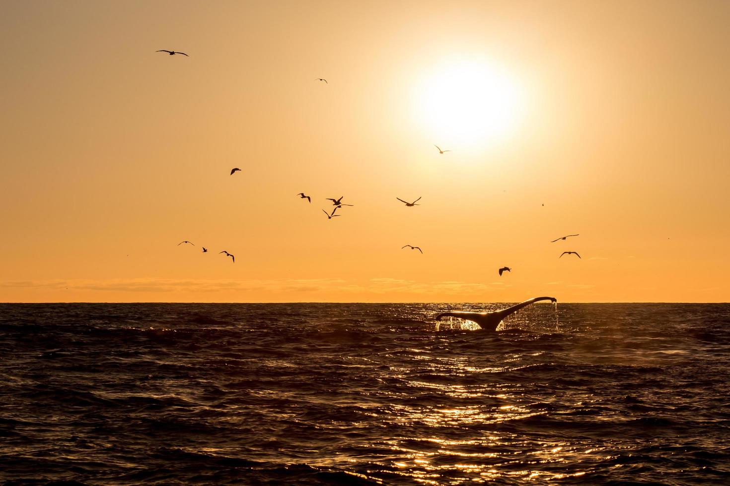 baleia em monterey foto