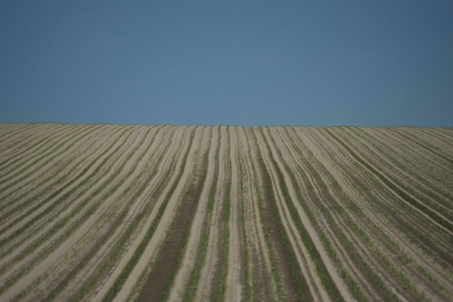 arado campo dentro a manhã foto