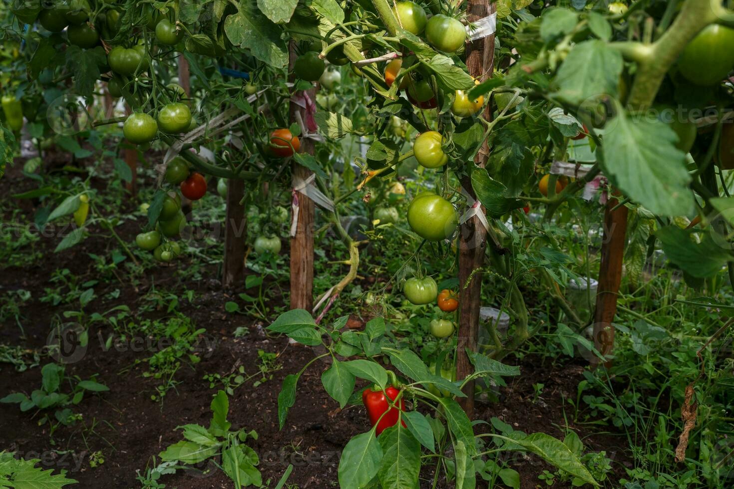 verde tomates crescendo dentro uma estufa. tomate suspensão em uma ramo. foto