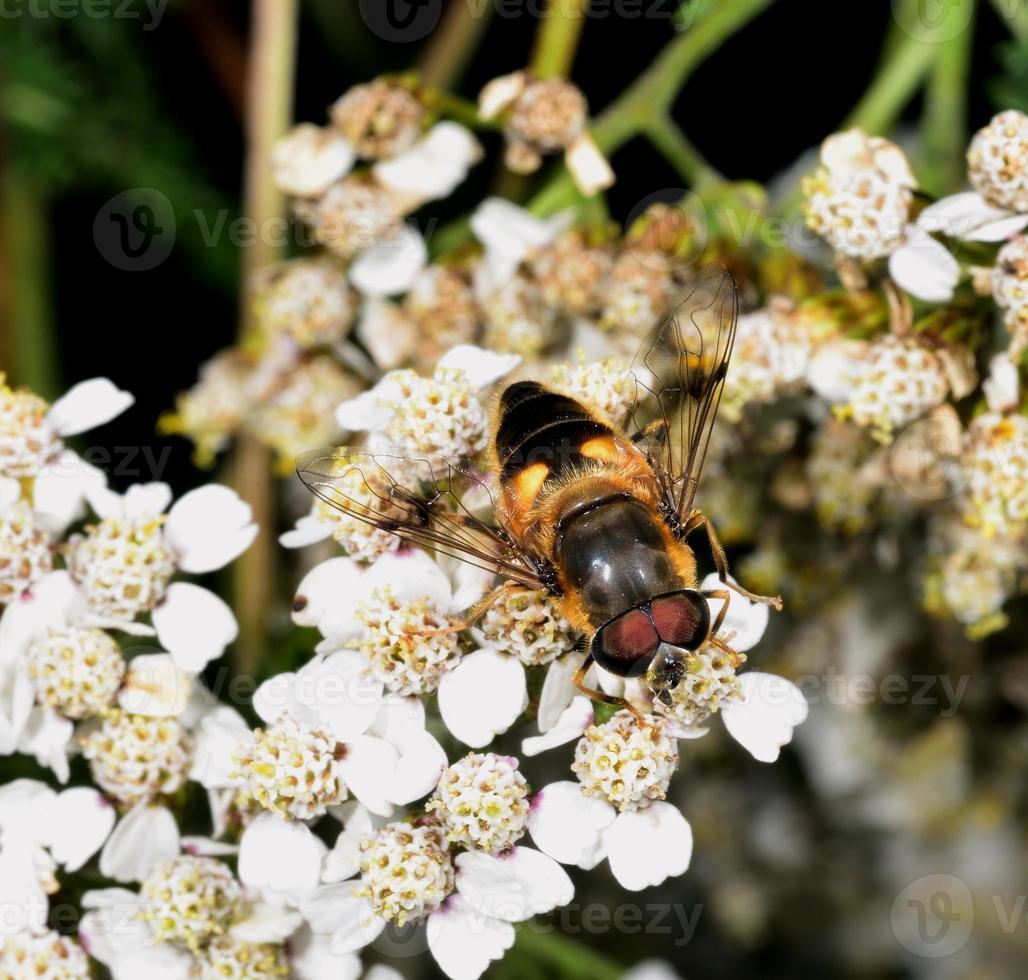 hoverfly néctar alimentando-se de uma flor branca foto