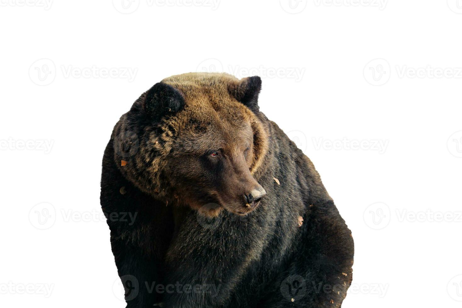 uma Castanho Urso sentado em a terra foto