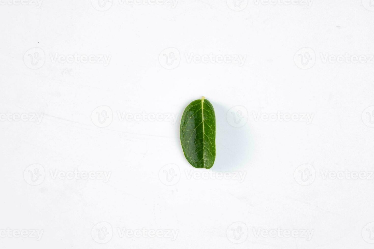 1 verde folha do uma tropical árvore isolado em branco fundo. foto