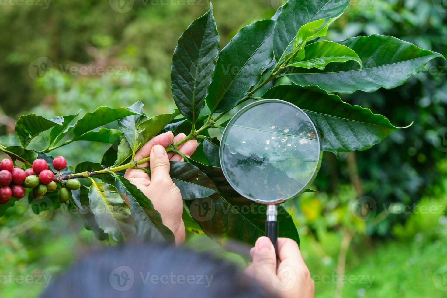 arbustos de café amadurecem nas montanhas da tailândia, prontos para serem colhidos com cerejas de café verdes e vermelhas. grãos de café arábica amadurecendo na árvore na plantação de café orgânico. foto