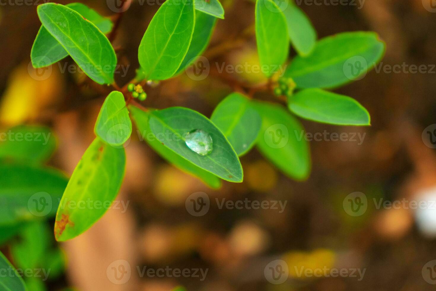 uma molhado folhas dentro a manhã, depois de alguns Editar% s. foto