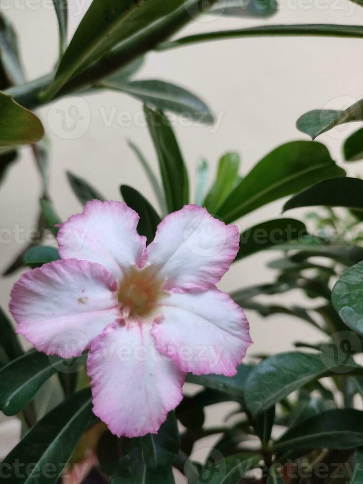 adenium obesum flores florescendo em verde folhas fechar-se lindo flor é uma plantar este pode estar facilmente crescido. muito resistente para seca condições até recebendo a apelido deserto rosa foto