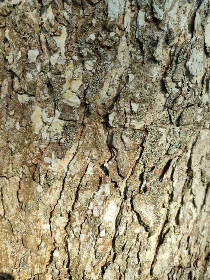 texturas, padrões, e veias do árvore roupa de baixo foto