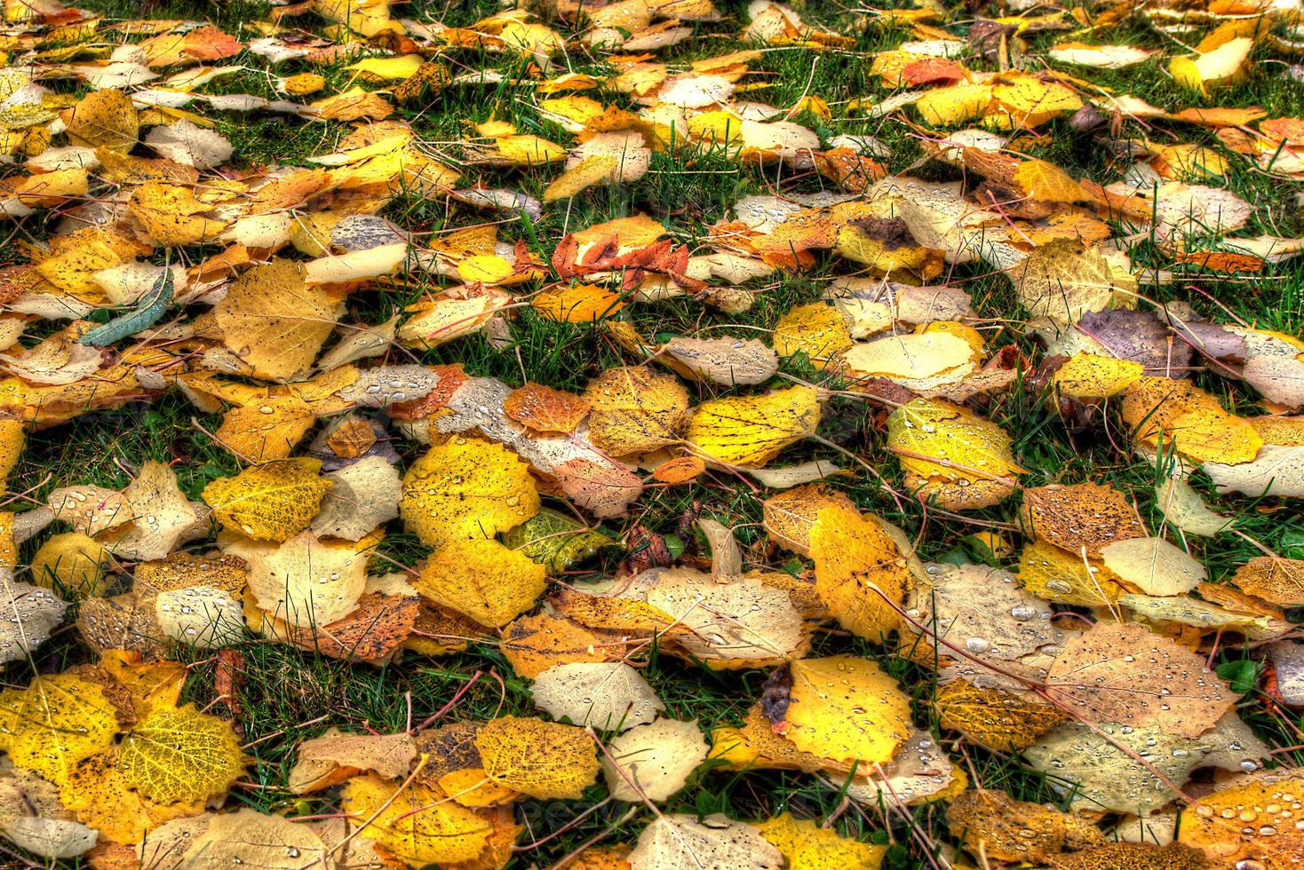 folhas de outono nos Alpes suíços foto