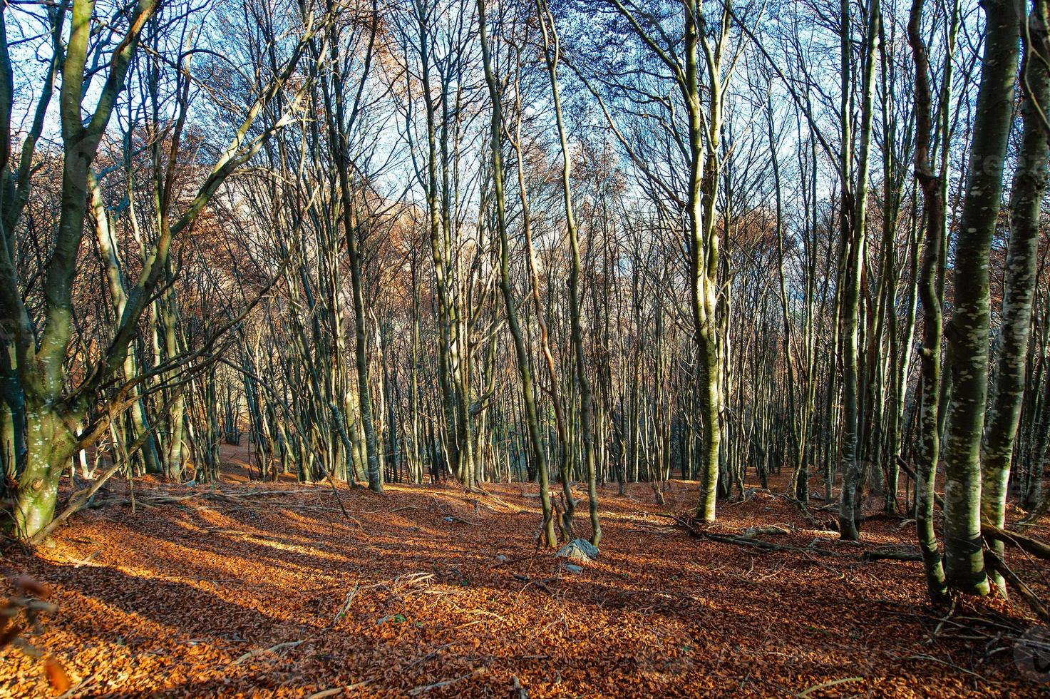 floresta de faias no alp suíço foto