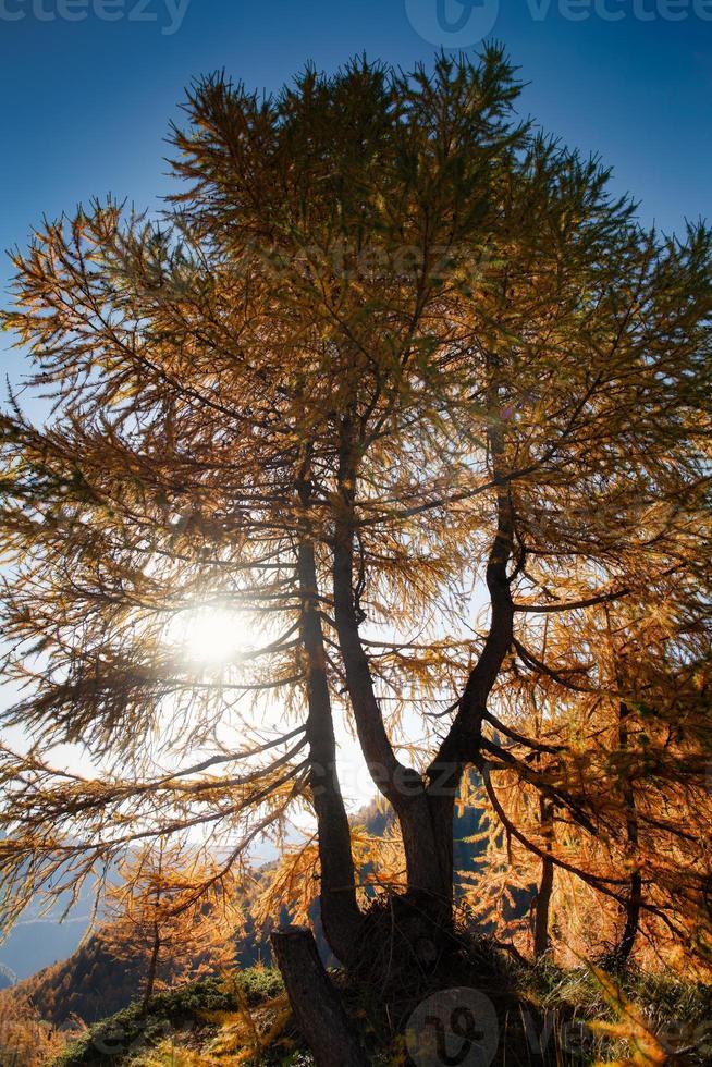 planta de lariço de outono entre os raios de sol nas montanhas foto