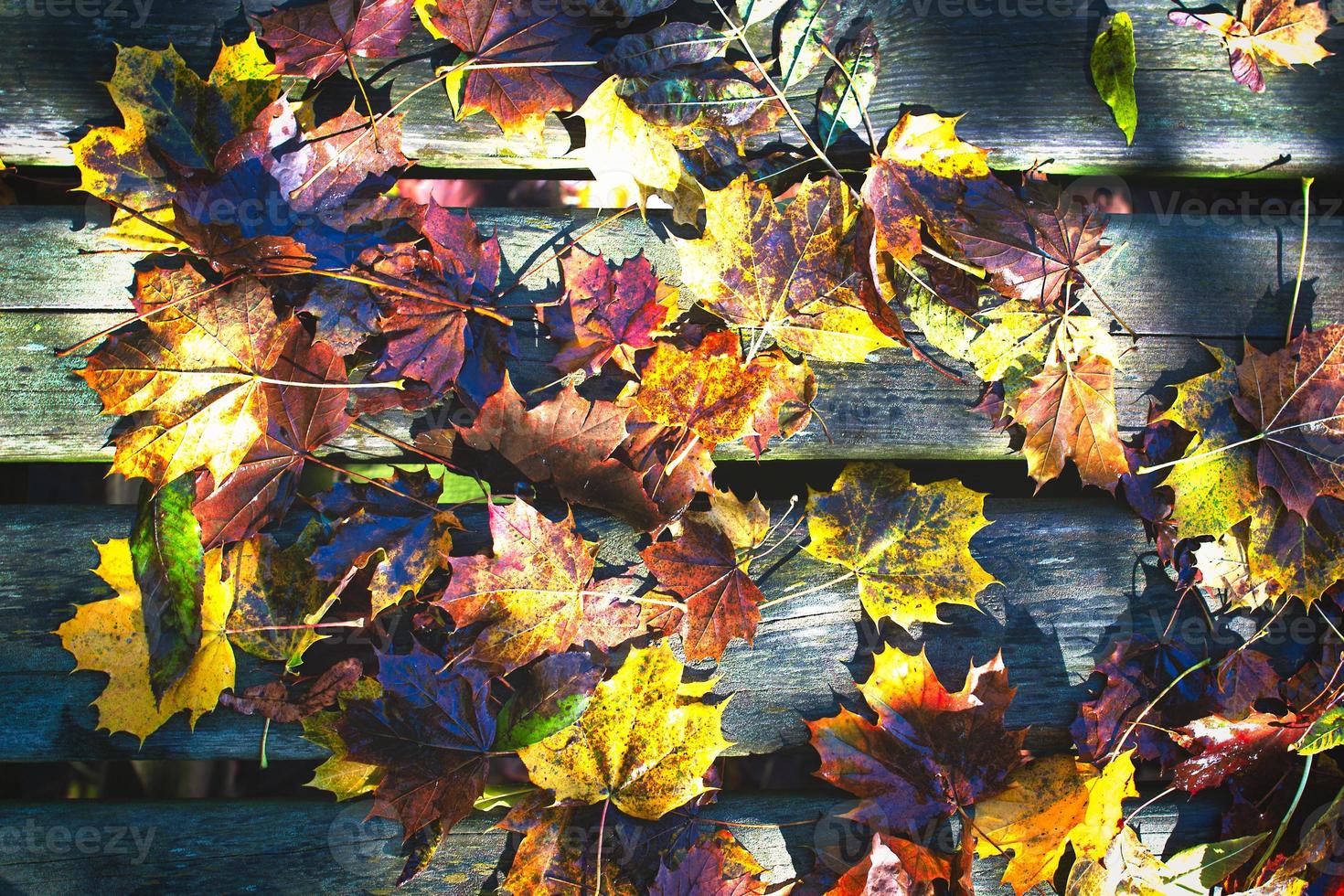 grandes folhas coloridas de outono banhadas pela chuva foto