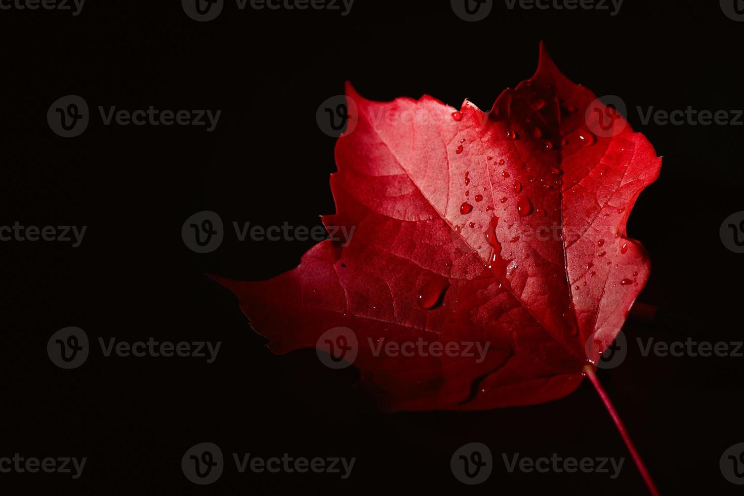 folha vermelha de outono com gotas de água chovendo foto