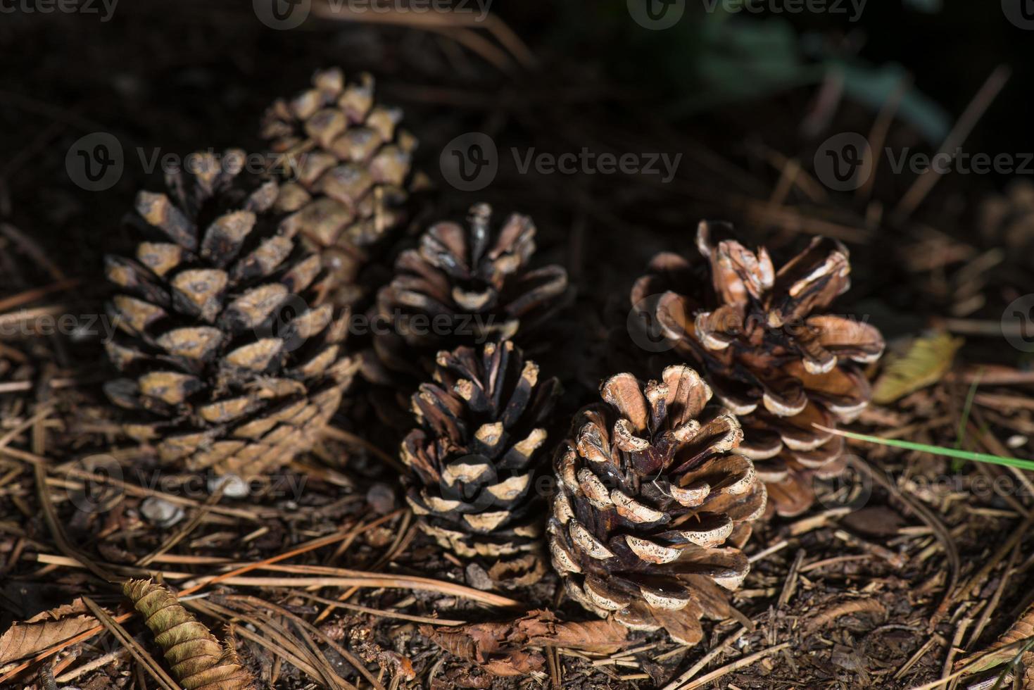 pinhas na floresta no outono foto