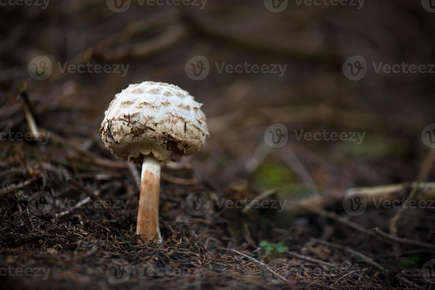 o cogumelo do guarda-sol foto