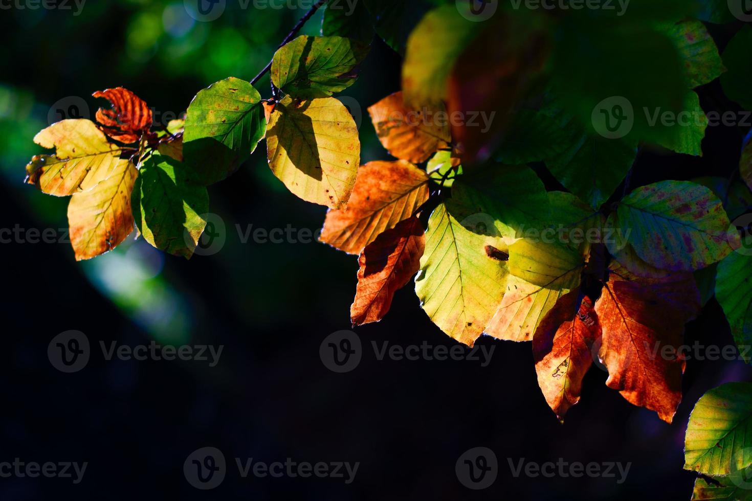 a luz do sol filtra através das folhas de outono foto