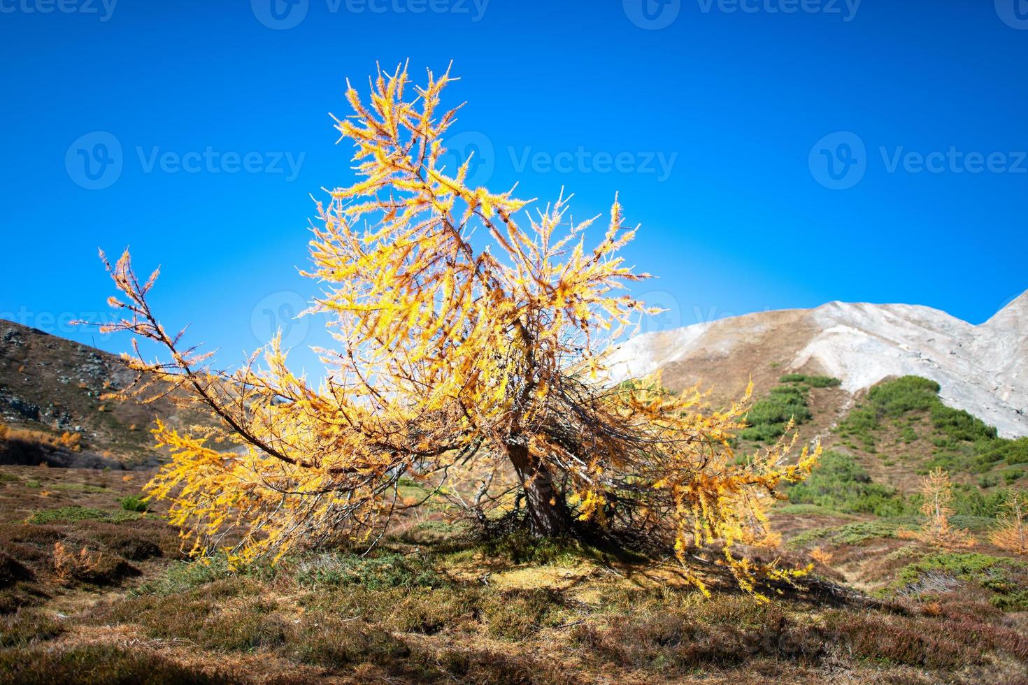 pequena planta de lariço nas montanhas de outono foto