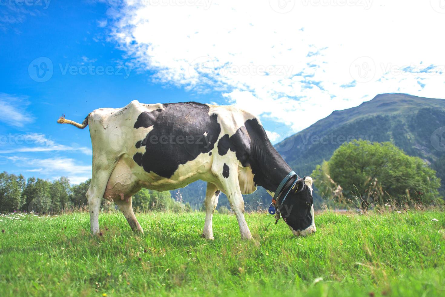 uma vaca suíça se alimenta do pasto foto