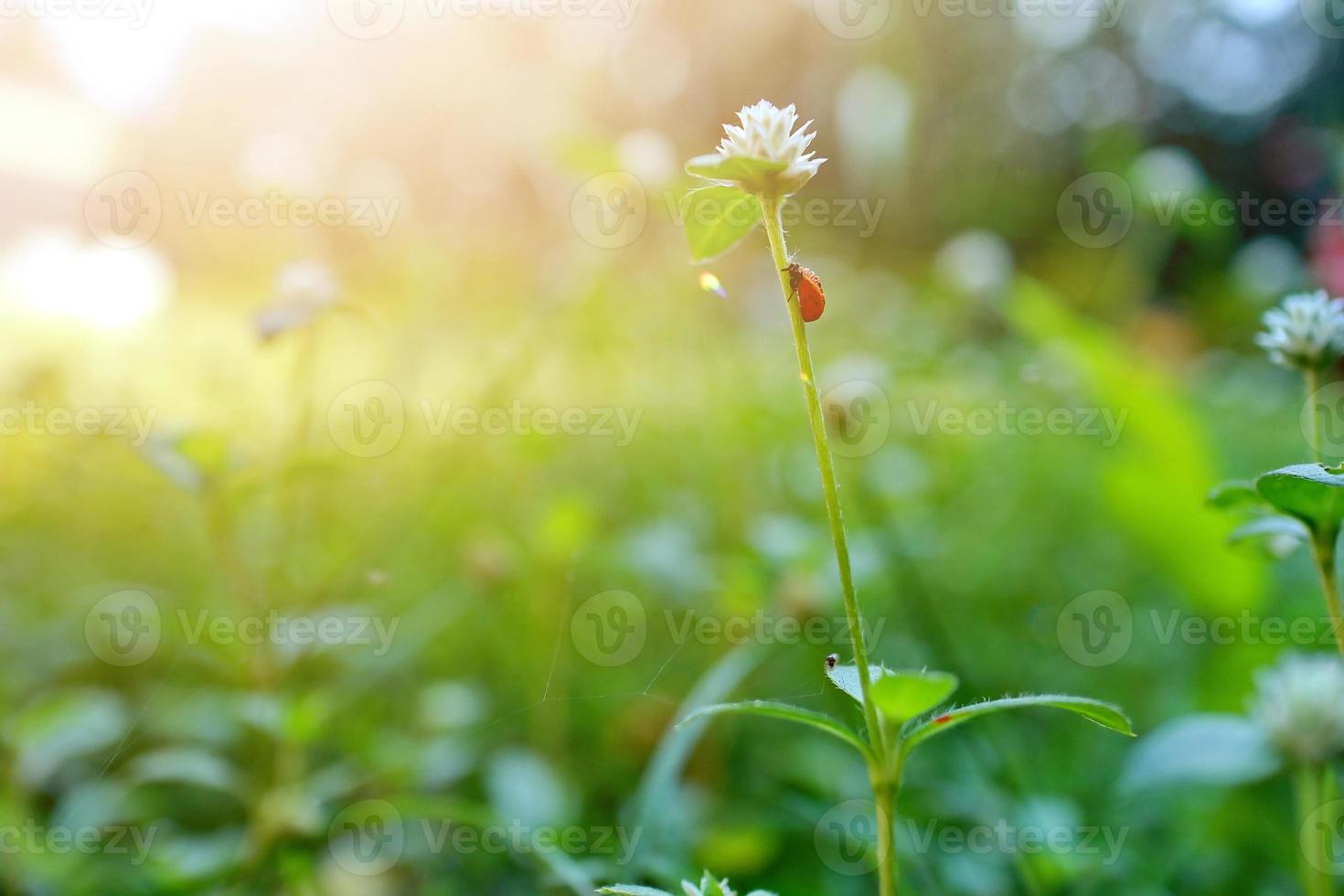 fundo de bela natureza com grama fresca de manhã e joaninha foto