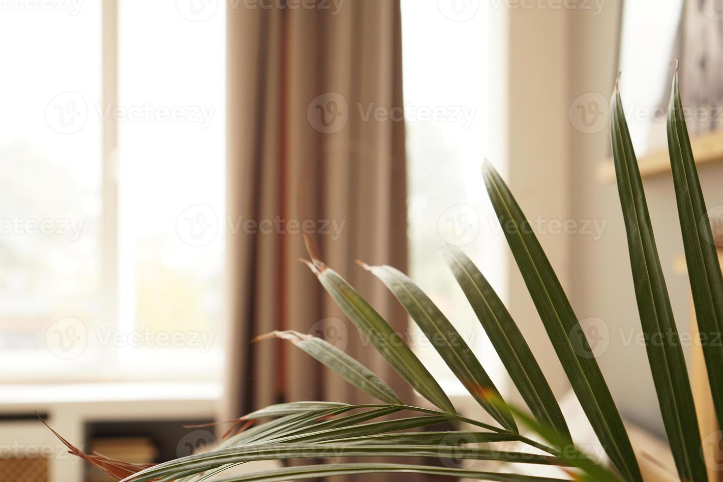 espaço vital ou quarto de hotel em estilo escandinavo. planta verde foto