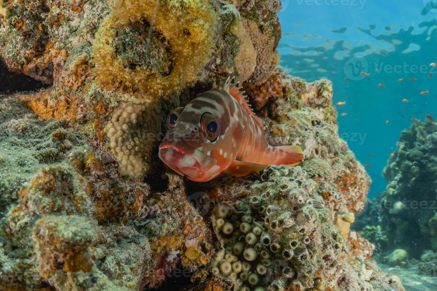 peixes nadam no mar vermelho, peixes coloridos, eilat israel foto